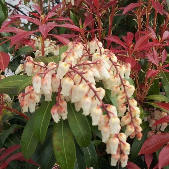 Arborix Schattenglöckchen Mountain Fire Pieris japonica mit rotem Austrieb im Container, Höhe: 30 bis 40 cm - Bild 1
