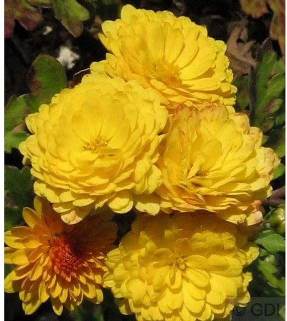 Winteraster Bienchen Chrysanthemum hortorum als mehrjährige Pflanze im Topf - Bild 1