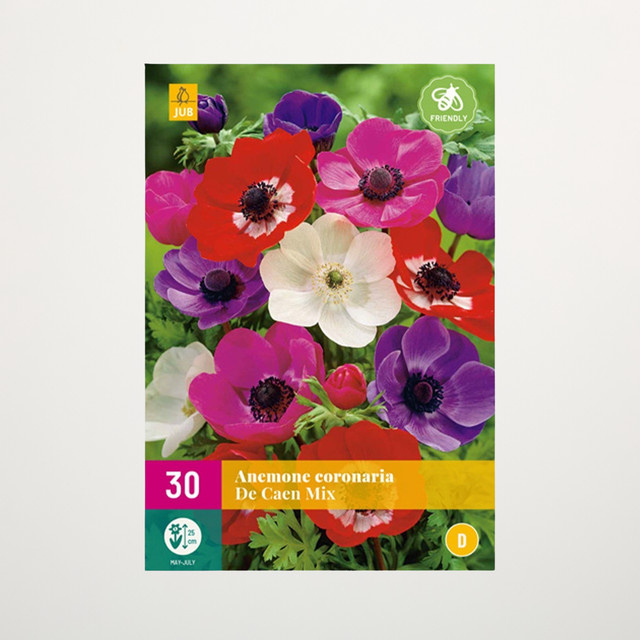 Anemonen De Caen Mix von BLUME2000 mit 30 Knollen - Bild 1