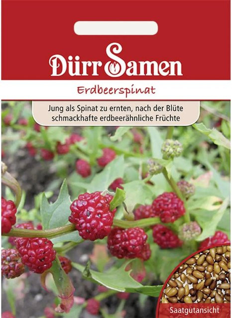 Dürr Erdbeerspinat Saatgut für den Frühling - Bild 1