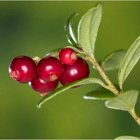 Preiselbeere Miss Cherry Vaccinium vitis idaea rote Beerenstrauch von Nr-01.de Höhe: 20-25 cm