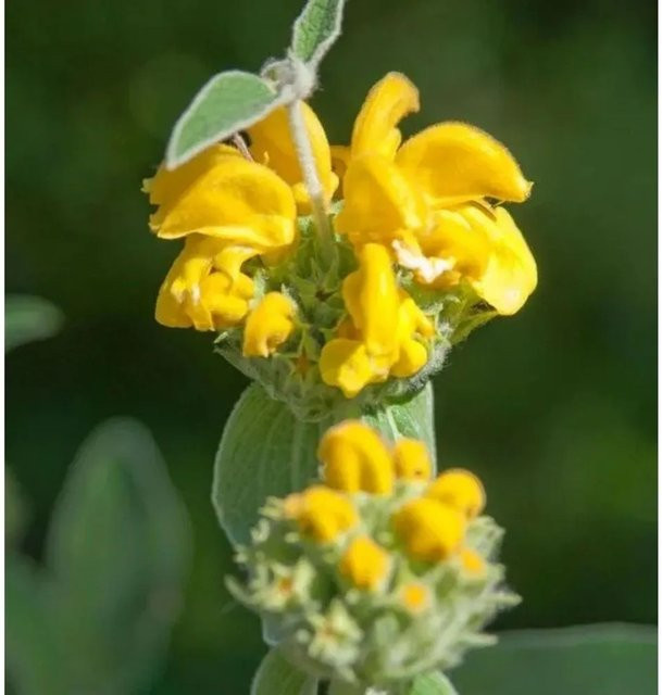 Gelbes Brandkraut Phlomis fruticosa als gelbe Schnittblumenpflanze von Nr-01.de - Bild 1