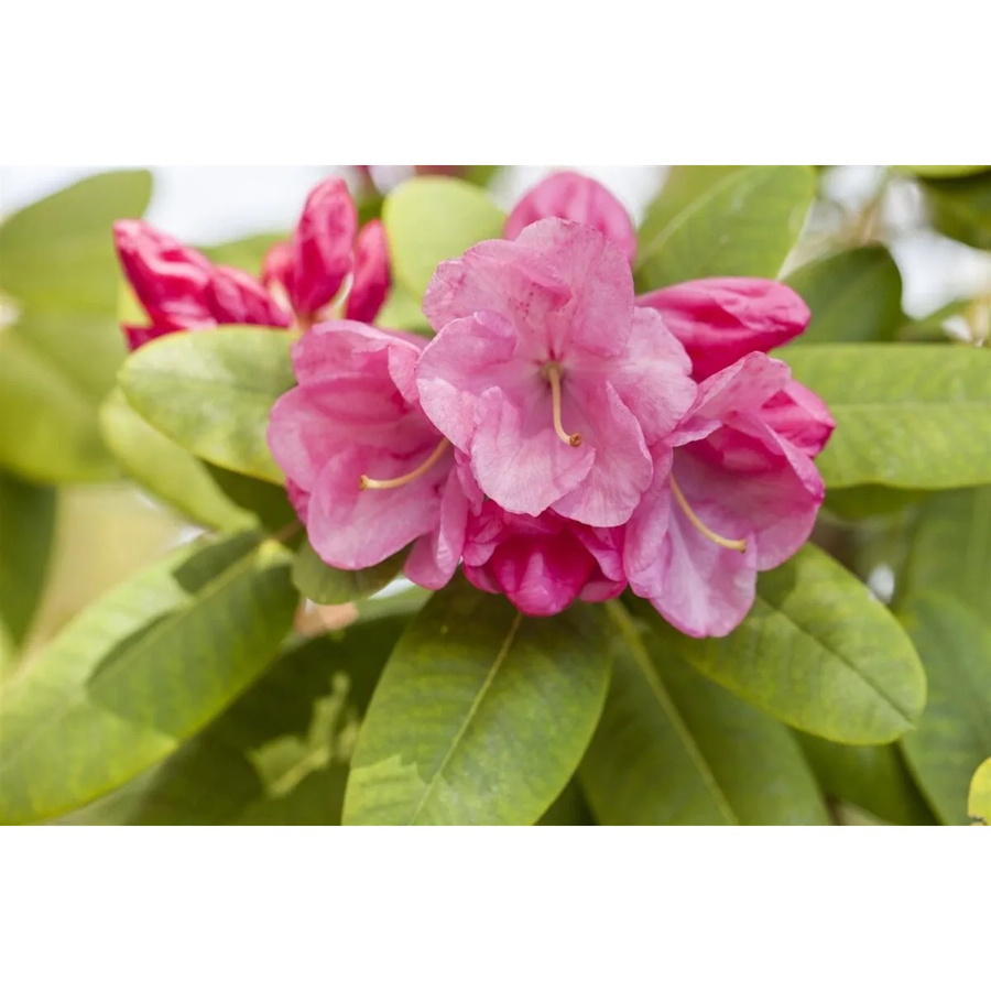 Rhododendron Williamsianum Gartendirektor Glocker in Rosa, Zierstrauch für den Garten und Außenbereich, Höhe: 30 cm - Bild 2