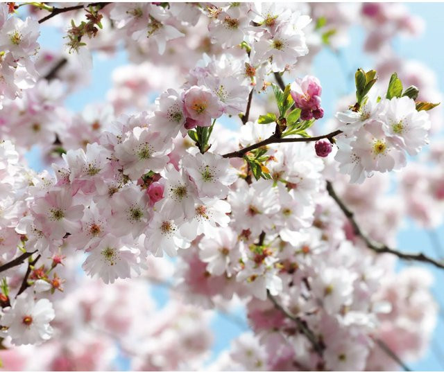 Komar Fototapete Vlies Spring Multicolor B: 300 cm, H: 250 cm - Bild 1