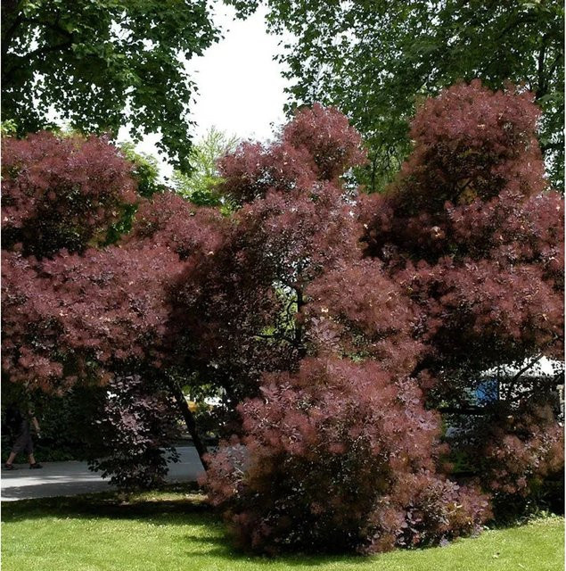 Perückenstrauch Cotinus coggygria Magical Red Fountain in Rot für deinen Garten - Bild 1