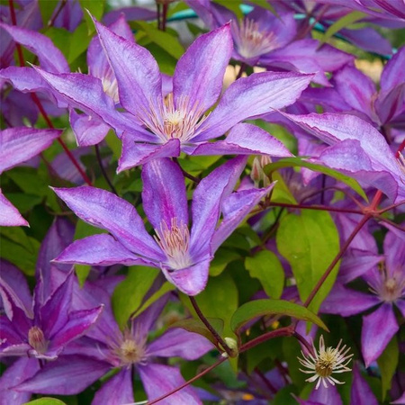 Reichblühende Clematis Waldrebe Bagatelle in Blau-Violett von Arborix im Container, Höhe: 50 bis 60 cm