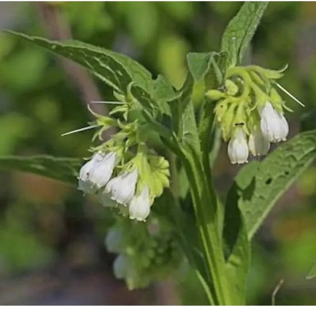 Echter Beinwell Symphytum officinale weiße Zierpflanze von Nr-01.de - Bild 1