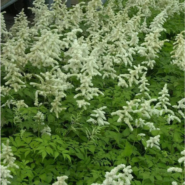 Astilbe japonica Prachtspiere von Nr-01.de als mehrjährige Schnittblume und Bodendecker - Bild 1