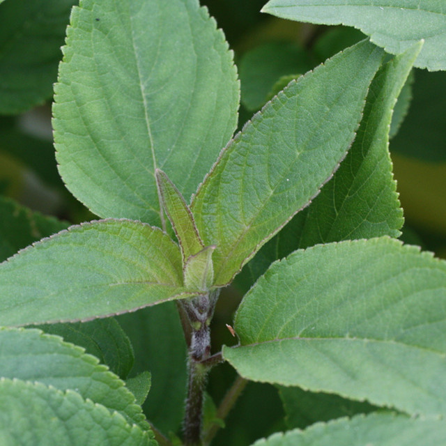 Blu Bio Ananassalbei Salvia rutilans im Topf - Bild 2