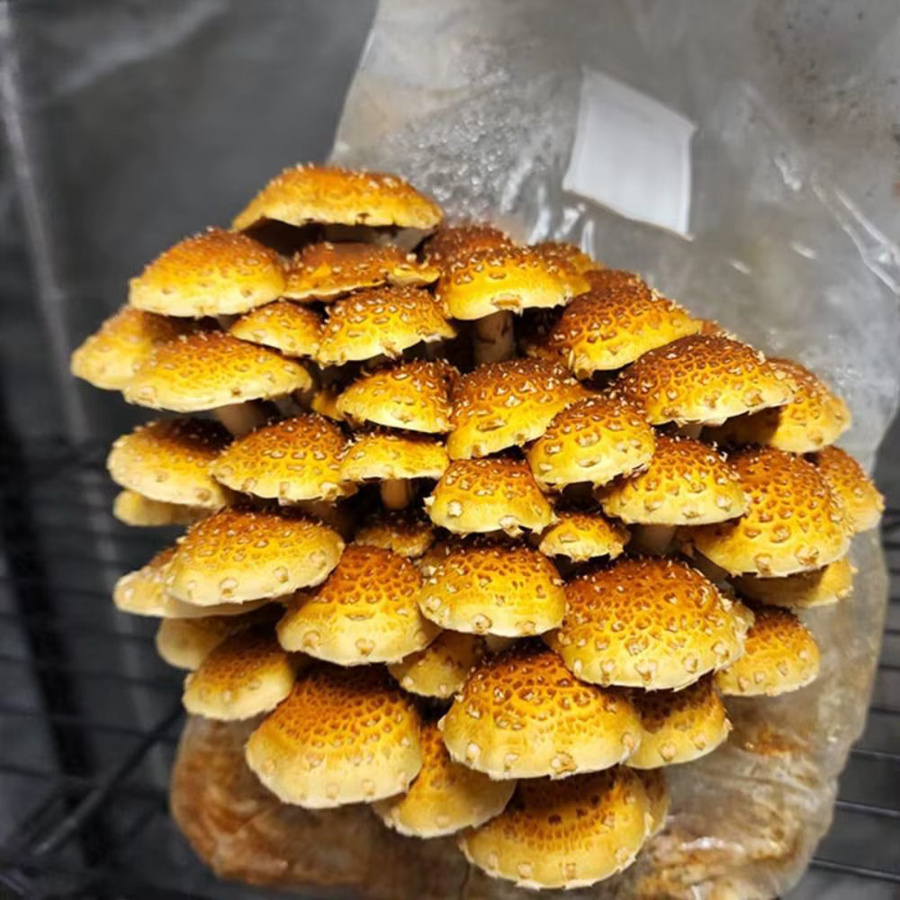 50 Stück transparente PP Pilz Pflanzbeutel mit 0,2 µm Filter für Pilz Spawn und Gartenpflanzen - Bild 3