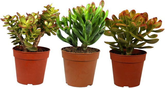 Crassula Dickblatt 3er Set Grün von Mein schöner Garten Shop - Bild 1