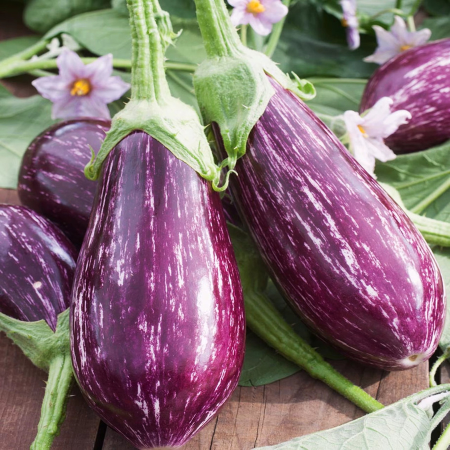 Toraf Auberginensamen TSAKONIKI Sorte Purple - Bild 2