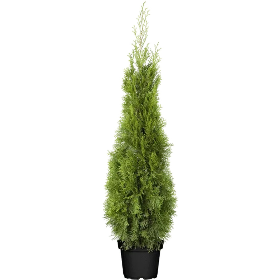 Thuja occidentalis Smaragd Heckenpflanze von Pflanzen für dich, Höhe: 100-120 cm - Bild 2