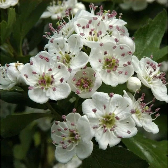 Eingriffeliger Weißdorn Crataegus monogyna als roter Zierstrauch für Hecken von der Nr-01.de - Bild 1