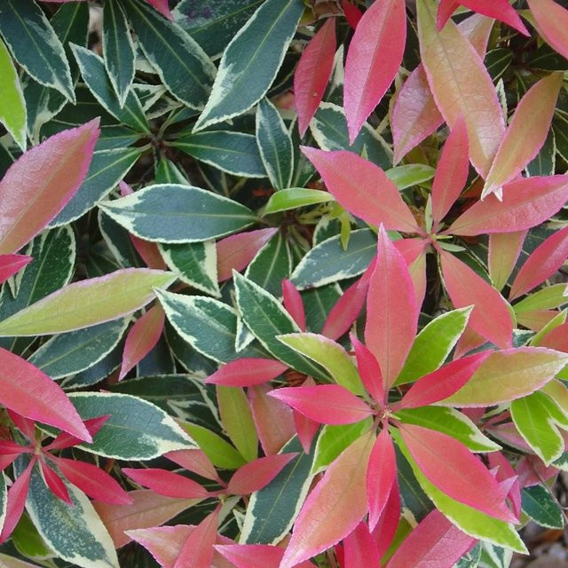Arborix Schattenglöckchen Pieris japonica Flaming Silver Panasliert, Höhe: 30 bis 40 cm - Bild 1