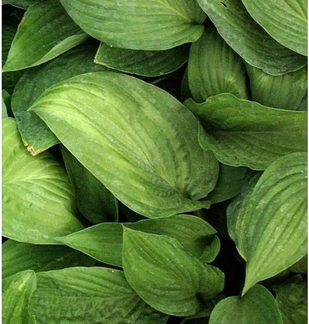 Hosta fortunei Funkie Aurea - Gelb-grüne Staude im Topf - Bild 1