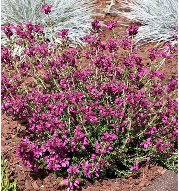 10x Erica cinerea Grauheide Velvet Night in Lila für den Balkonkasten - Bild 1