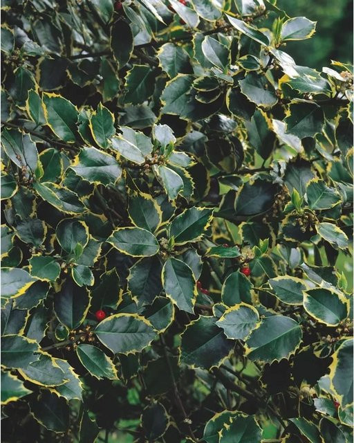 Ilex Aquifolium Rubricaulis Aurea Buntlaubige Stechpalme als Zierstrauch und Heckenpflanze, Höhe: 150–175 cm - Bild 1