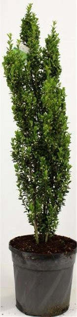 Pflanzen-Boering Säulenilex Ilex Crenata Fastigiata, 2 Pflanzen, grün, Gesamthöhe: 80-100 cm - Bild 1