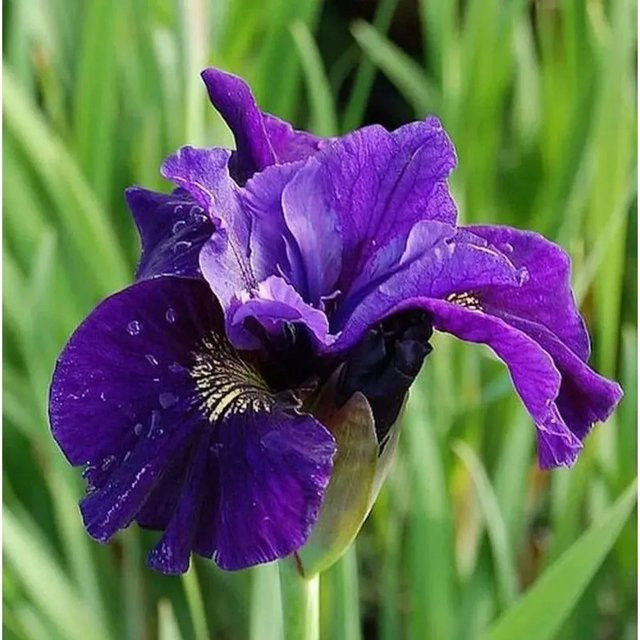 Sibirische Wieseniris Ruffled Velvet Iris sibirica in Lila als Gartenstaude - Bild 1