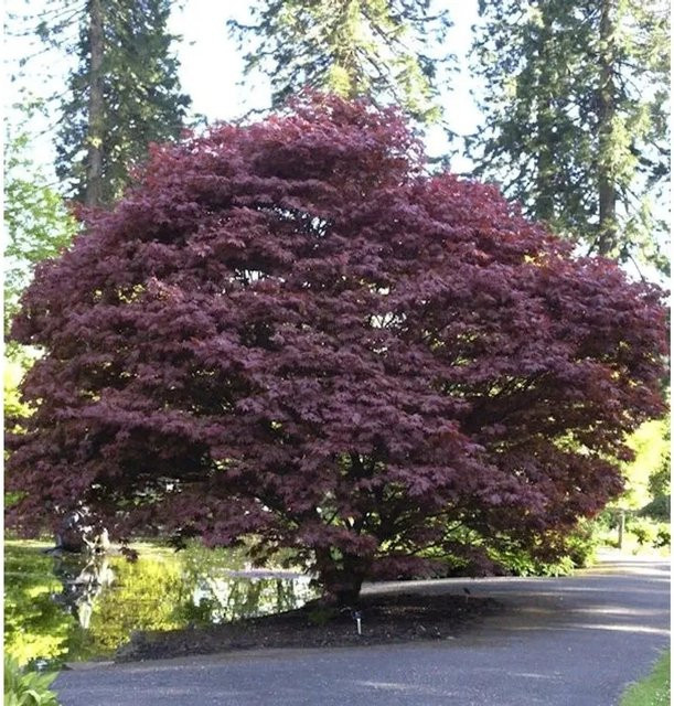 Roter Fächerahorn Acer palmatum Atropurpureum von Nr-01.de, Höhe: 125-150 cm - Bild 1