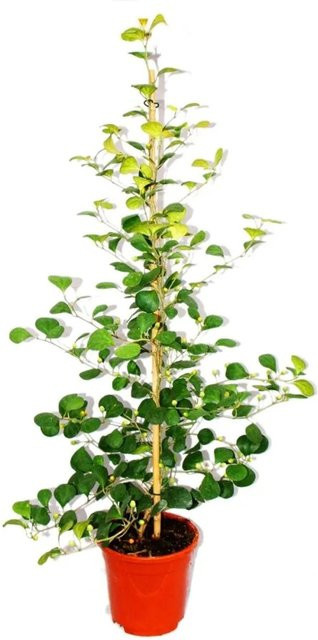Exotenherz Mispelfeige Ficus Deltoidea Zimmerpflanze in Grün, Höhe: 80 cm, Topf: 17 cm - Bild 1