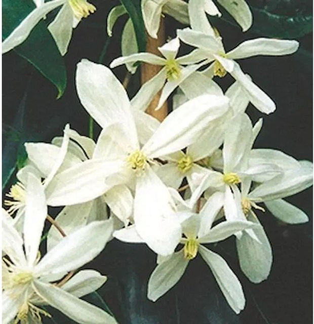 Clematis armandii Immergrüne Duft Waldrebe mit weißen Blüten von Nr-01.de, Höhe: 150 cm - Bild 1
