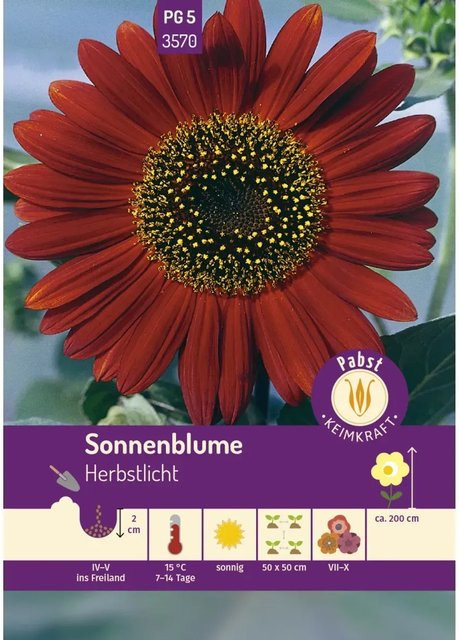 Pabst Keimkraft Sonnenblume Herbstlicht Saatgut - Bild 1