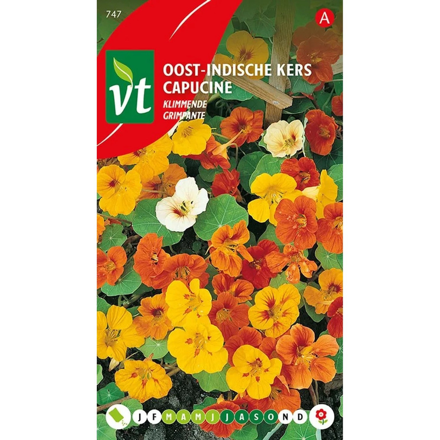Arborix Kapuzinerkresse Saatgut kletternd 3,5 g - Bild 2