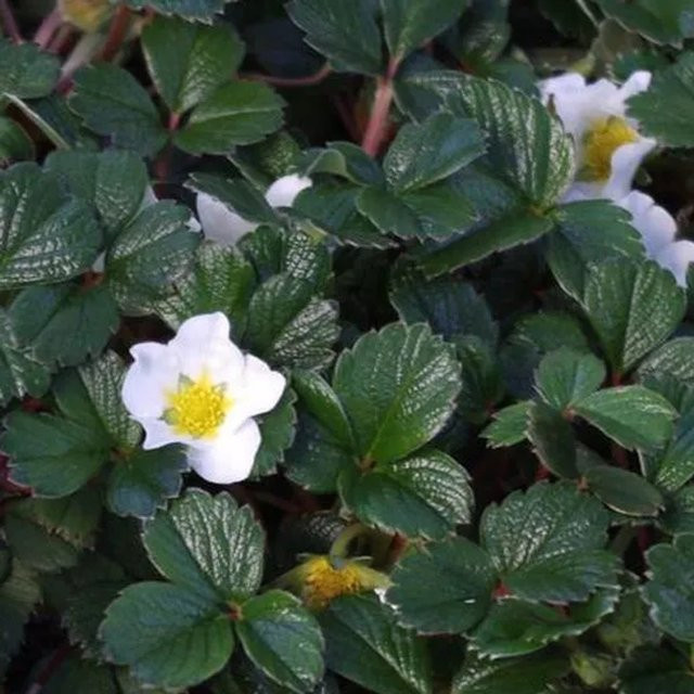 6er Set Arborix Erdbeere Fragaria chiloensis in 9cm Töpfen, immergrüne Sommerpflanze mit weißen und rosa Blüten - Bild 1
