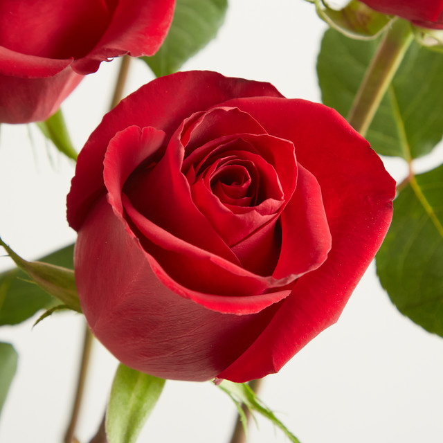 Blume2000 Rote Rosen 'Ever Red' Bunch - Bild 1