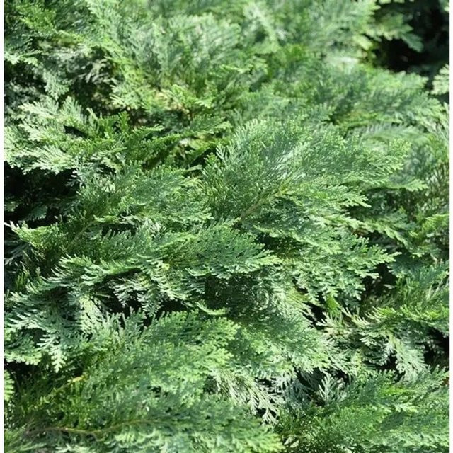 Hochstamm Scheinzypresse Nidiformis Chamaecyparis awsoniana in Grün, Höhe: 60-80 cm - Bild 1