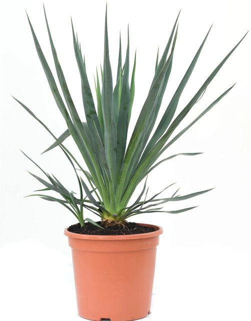 GROW by OBI Palmlilie Yucca gloriosa, Höhe: ca. 35 cm, Topf: ca. 10 cm - Bild 1