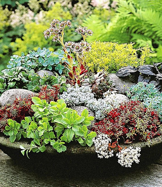 Winterharte Sedum-Mischung - Bild 1