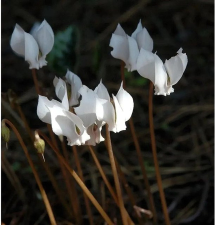 Herbst Alpenveilchen Cyclamen hederifolium Stauden von Nr-01.de