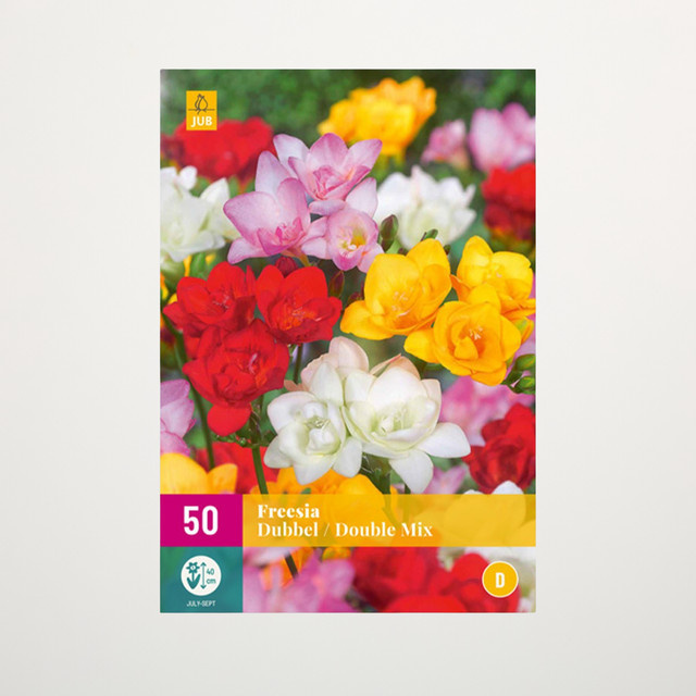 Gefüllte Freesien Double Mix Knollen von BLUME2000, 50 Stück - Bild 1