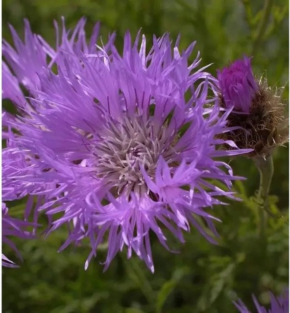 Silber Flockenblume Centaurea pulcherrima als Bienenweide und Schnittblume von Nr-01.de - Bild 1