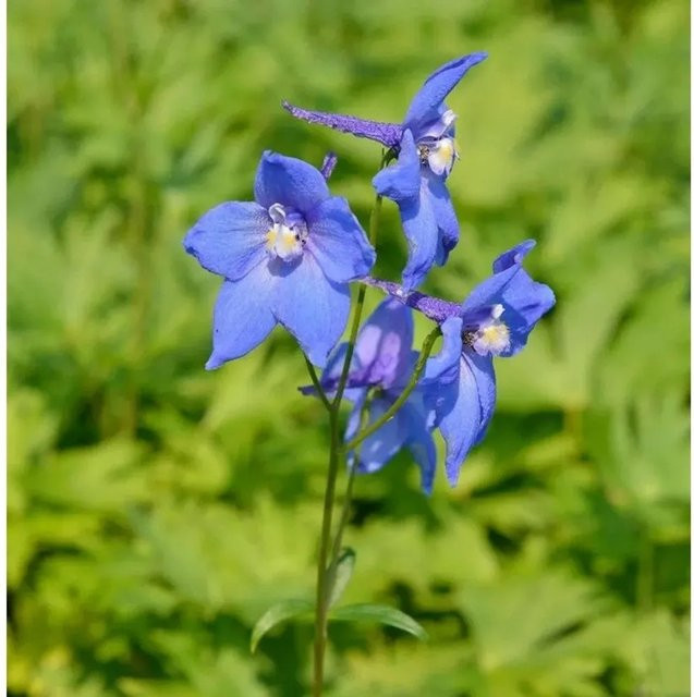 Rittersporn Balaton Delphinium belladonna blaue Staude für den Garten - Bild 1