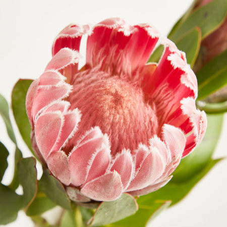 Blume2000 Protea Pink Ice Pink Single Stem