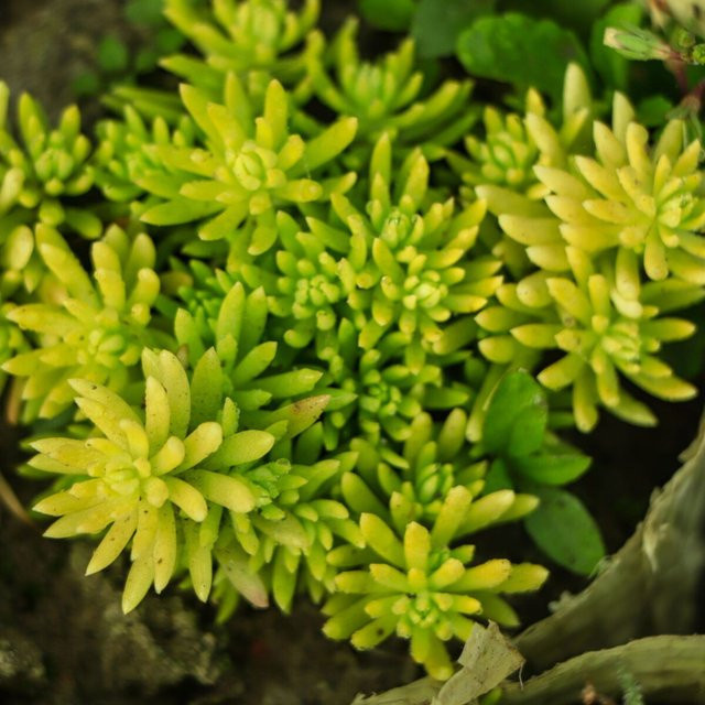 Rotmoos-Mauerpfeffer Coral Carpet Sedum als mehrjährige Bodendecker-Pflanze mit weißen Blüten - Bild 1