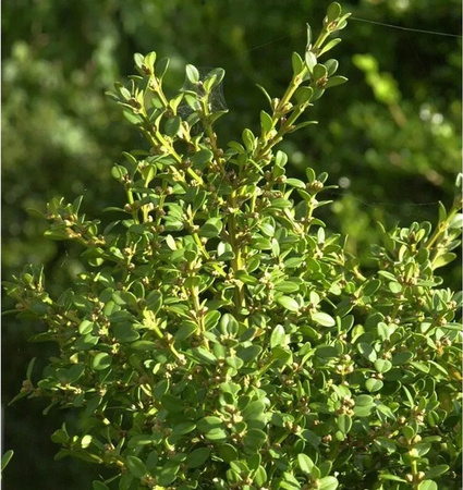 Buxus microphylla Zierstrauch in Grün von Nr-01.de
