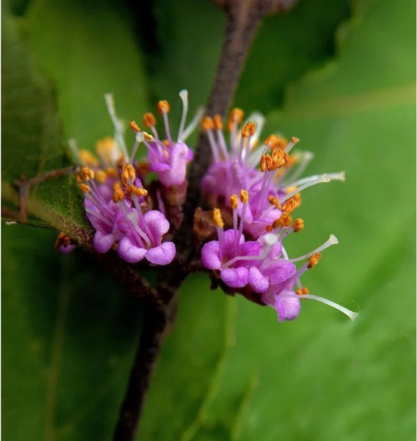Liebesperlenstrauch Callicarpa bodinieri giraldii in Lila, Höhe: 100-125 cm - Bild 1