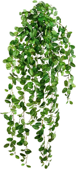 Künstliche Hänge-Fittonia Freya von Aplanta, Grün, Höhe: 85 cm - Bild 1
