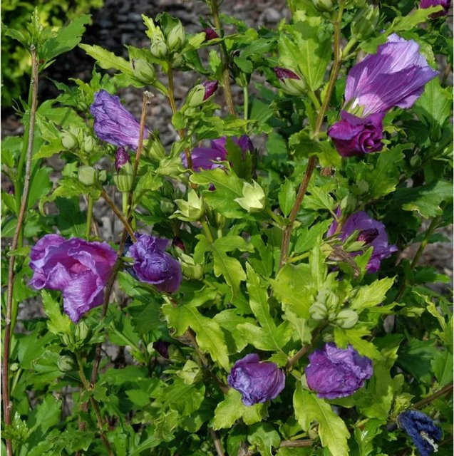 Garteneibisch Hibiscus Russian Violet in Violett, Höhe: 60-80 cm - Bild 1