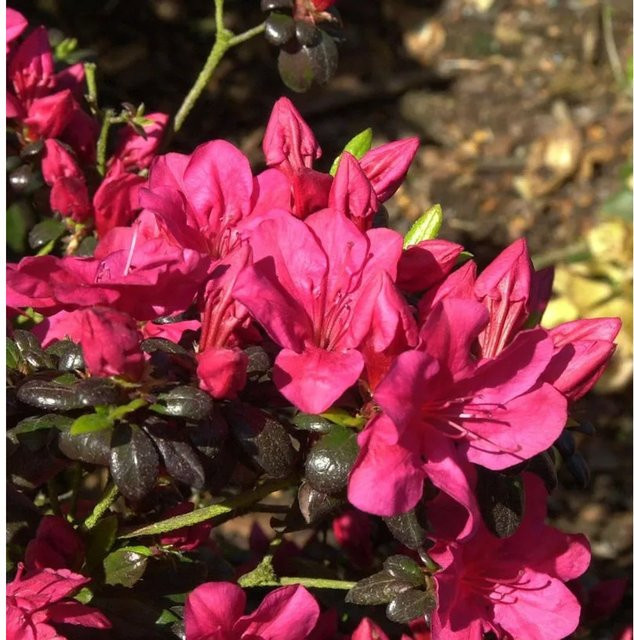 Japanische Azalee Maruschka Rhododendron obtusum in Pink, Topfpflanze 20-25 cm - Bild 1