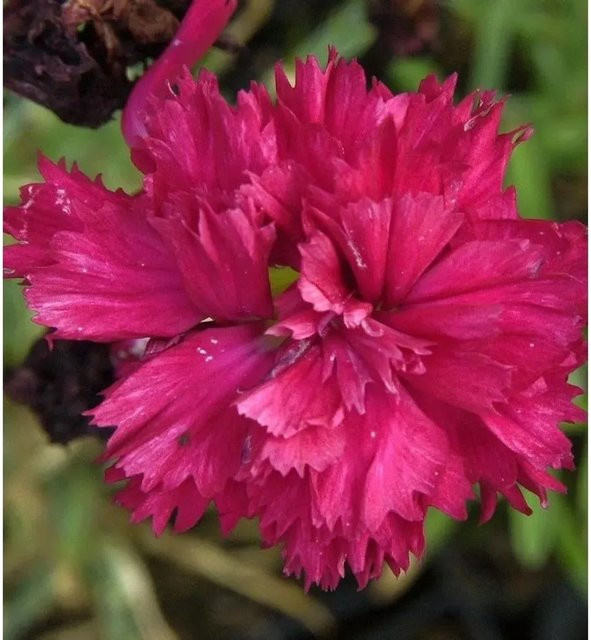 Federnelke Heidi Dianthus plumarius pink Stauden Bodendecker - Bild 1