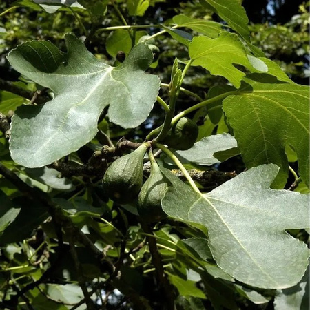 Feigenbaum Brown Turkey Ficus carica für den Garten, Höhe: 40-60 cm