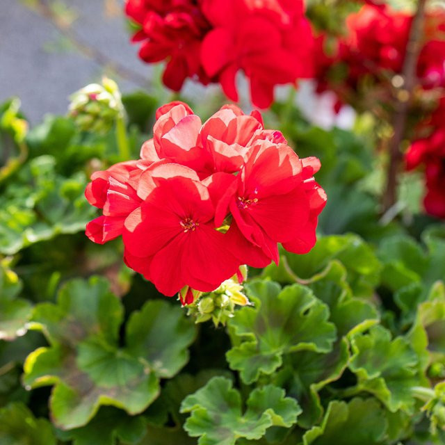 Rote Aufrechte Geranie Pelargonium von Mein schöner Garten Shop - Bild 1