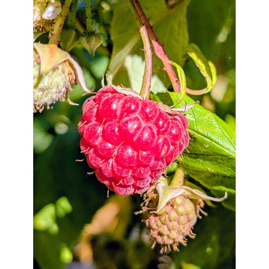 Himbeere Sanibelle Rubus idaeus, Höhe: 40 - 60 cm - Bild 2