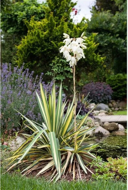 Yucca Filamentosa Palmlilie als pflegeleichte mehrjährige Zierpflanze für den Außenbereich, Höhe: 40–60 cm - Bild 1